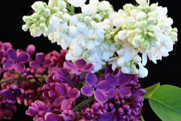 丁香花有毒嗎 丁香花能放在室內臥室嗎