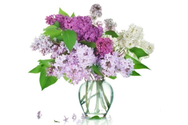 丁香花有毒嗎 丁香花能放在室內臥室嗎