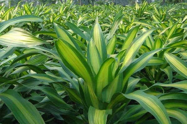 巴西鐵有毒嗎 巴西鐵能放在室內(nèi)臥室嗎