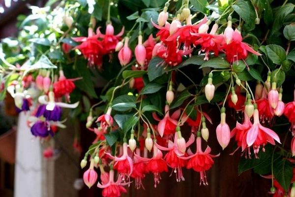 倒掛金鐘怎么養(yǎng) 倒掛金鐘養(yǎng)殖方法與注意事項(xiàng)