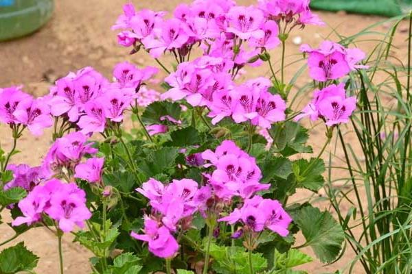 天竺葵的功效與作用 天竺葵藥用價值