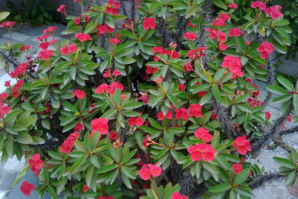 虎刺梅和刺梅的區別是什么 虎刺梅繁殖方法