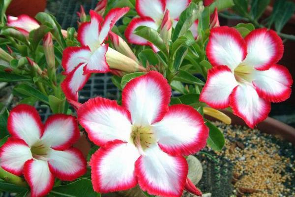 沙漠玫瑰怎么澆水（多久澆一次）沙漠玫瑰種子怎么種