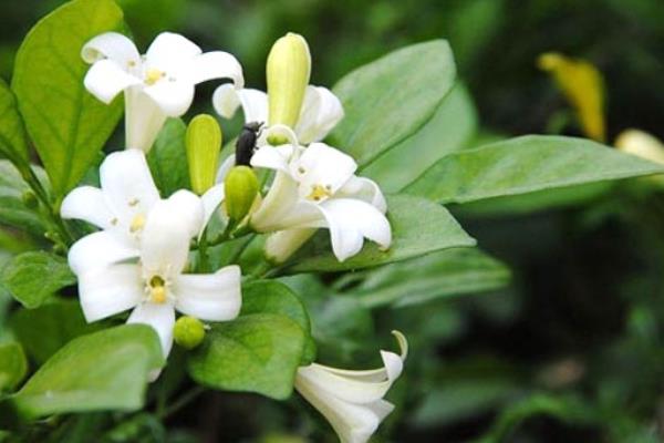 米蘭花掉葉子怎么辦 米蘭花葉子發黃的原因及解決方法