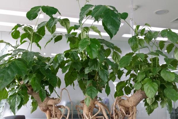 家庭養幸福樹放在哪個位置好 幸福樹對風水的作用