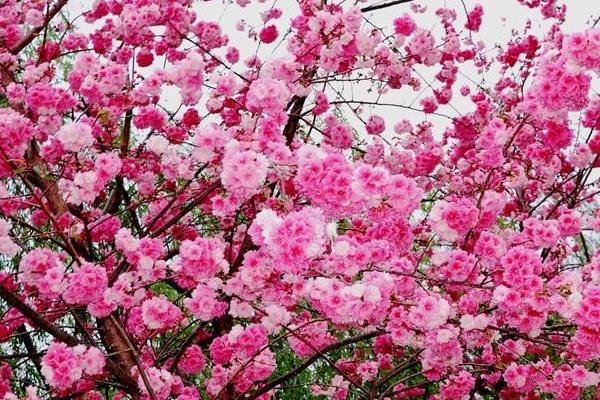 櫻花功效與作用 櫻花藥用價值