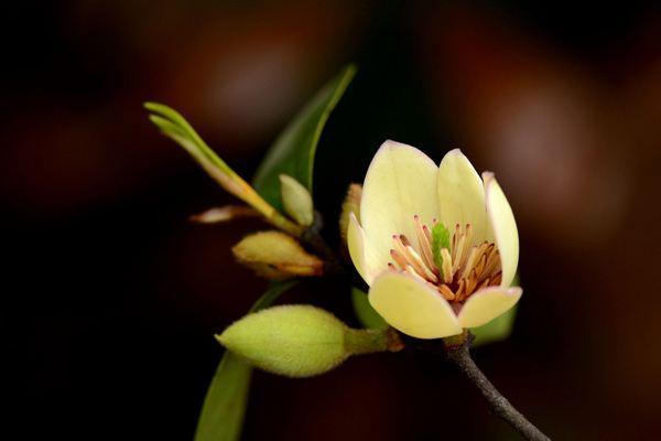含笑花圖片大全 含笑花花語及寓意