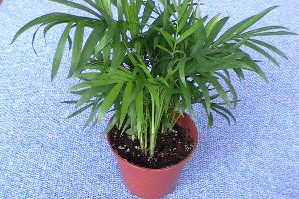袖珍椰子市場價格多少錢一盆 袖珍椰子繁殖方法