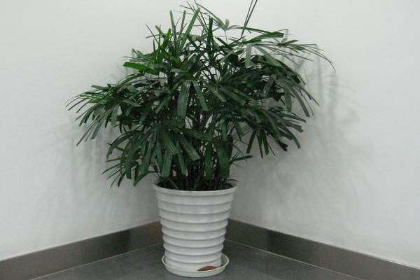 袖珍椰子市場價格多少錢一盆 袖珍椰子繁殖方法