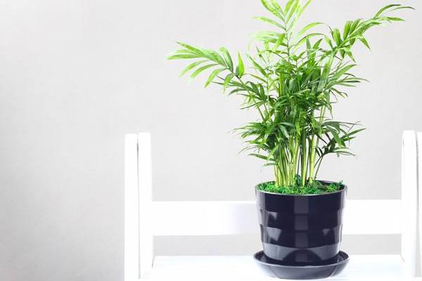 袖珍椰子市場價格多少錢一盆 袖珍椰子繁殖方法