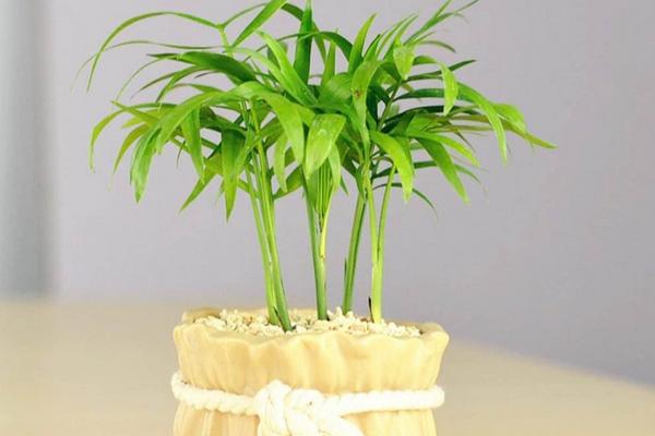 袖珍椰子市場價格多少錢一盆 袖珍椰子繁殖方法