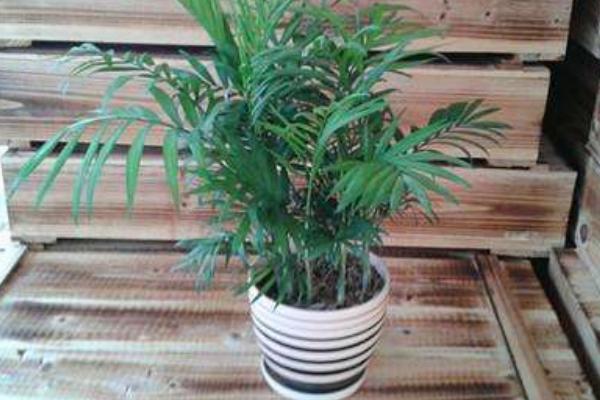 袖珍椰子市場價格多少錢一盆 袖珍椰子繁殖方法