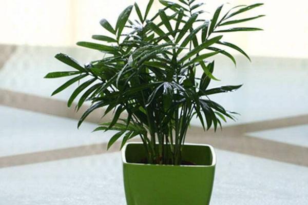 袖珍椰子市場價格多少錢一盆 袖珍椰子繁殖方法