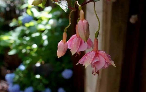 倒掛金鐘市場(chǎng)價(jià)格多少錢(qián)一盆 倒掛金鐘怎么養(yǎng)殖