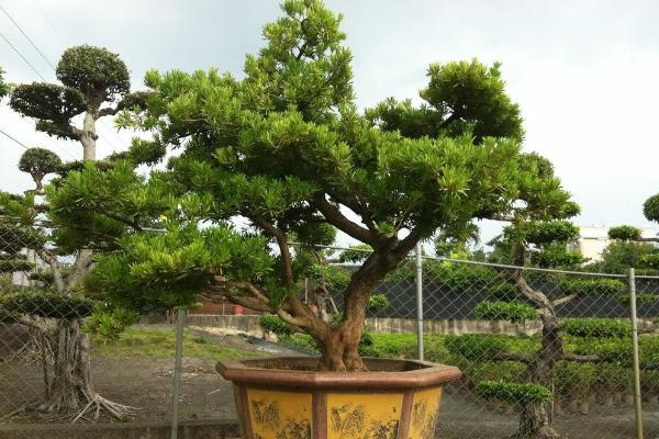 羅漢松圖片大全 羅漢松好養嗎