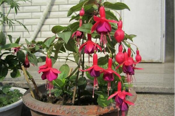 倒掛金鐘市場價格多少錢一盆 倒掛金鐘怎么養殖