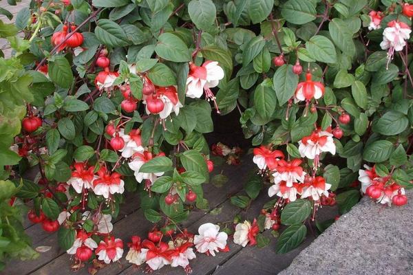 倒掛金鐘市場價格多少錢一盆 倒掛金鐘怎么養殖