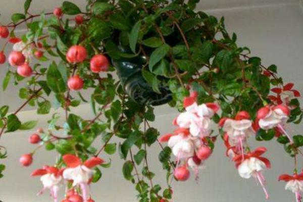 倒掛金鐘市場價格多少錢一盆 倒掛金鐘怎么養殖