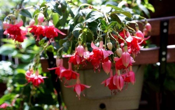 倒掛金鐘市場價格多少錢一盆 倒掛金鐘怎么養殖