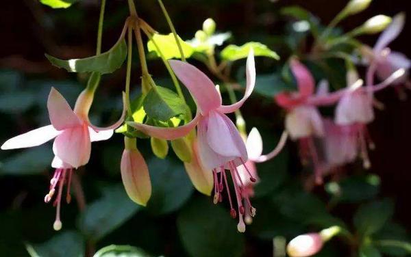 倒掛金鐘市場價格多少錢一盆 倒掛金鐘怎么養殖