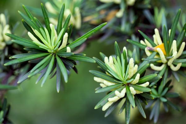 羅漢松樹苗市場價格多少錢一棵 羅漢松掉葉子怎么辦