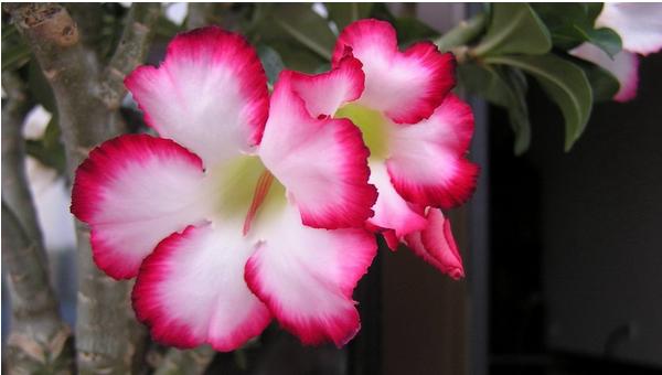 沙漠玫瑰的修剪方法（圖解） 沙漠玫瑰幾月份剪枝