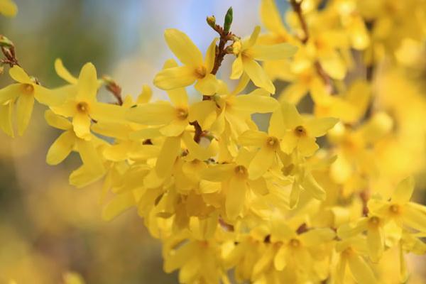 連翹怎么種 連翹種植方法與注意事項