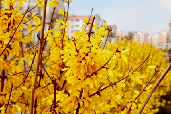 連翹怎么種 連翹種植方法與注意事項