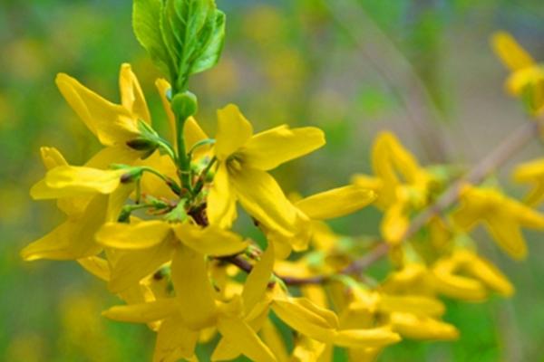 連翹怎么種 連翹種植方法與注意事項