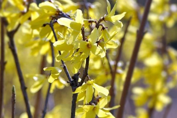 連翹怎么種 連翹種植方法與注意事項