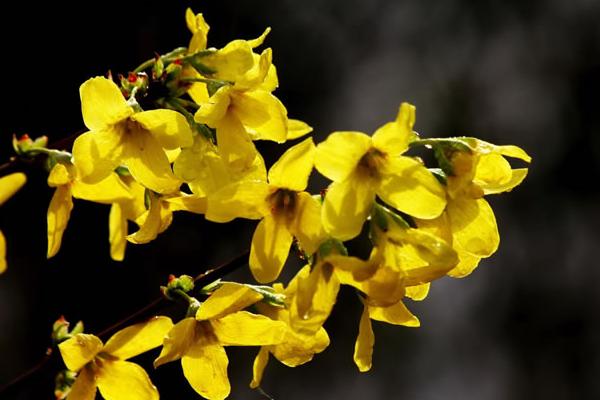 連翹怎么種 連翹種植方法與注意事項