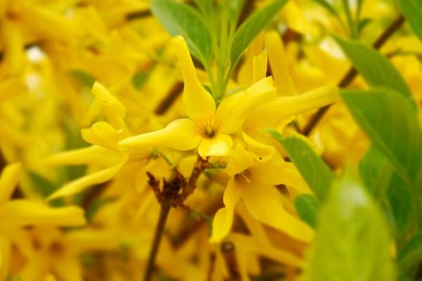 連翹怎么種 連翹種植方法與注意事項