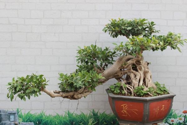 榕樹有毒嗎 榕樹能放在室內(nèi)臥室嗎