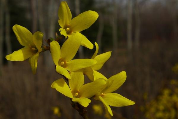 連翹茶的功效與作用 連翹茶怎么泡