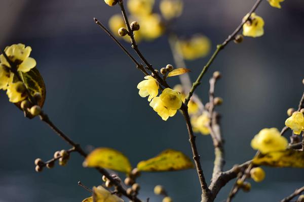 臘梅市場(chǎng)價(jià)格多少錢一棵 臘梅的養(yǎng)殖方法