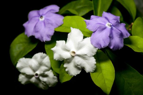 雙色茉莉葉子發黃怎么辦 雙色茉莉不開花的解決方法