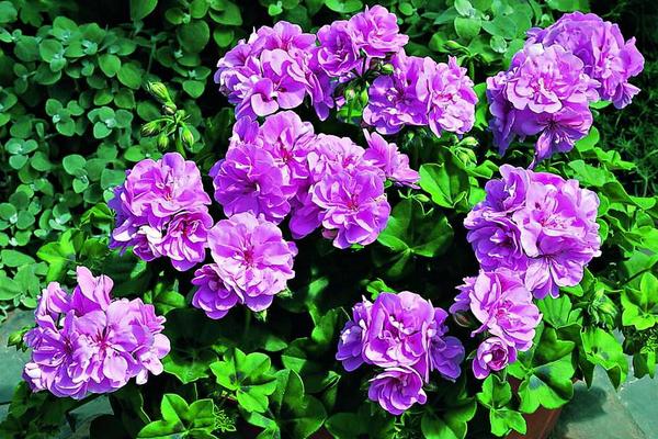 天竺葵圖片大全 天竺葵花語(yǔ)及寓意