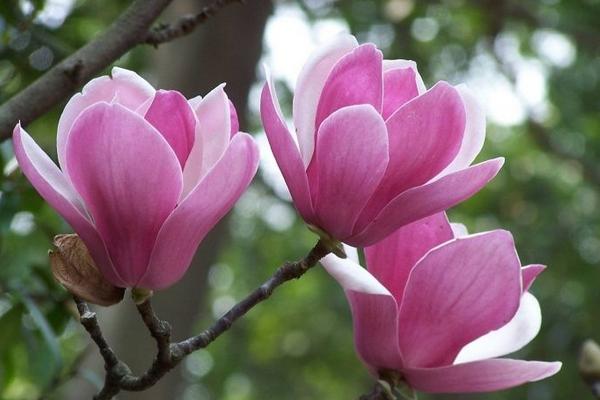 木蘭花怎么養(yǎng) 木蘭花養(yǎng)殖方法與注意事項(xiàng)