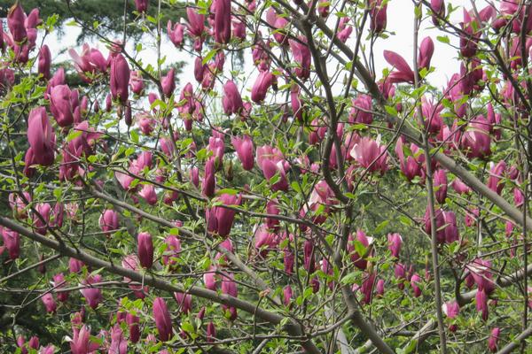 木蘭花怎么養(yǎng) 木蘭花養(yǎng)殖方法與注意事項(xiàng)