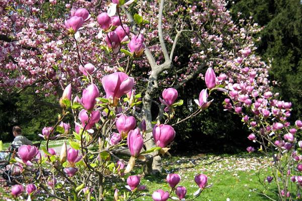 木蘭花怎么養(yǎng) 木蘭花養(yǎng)殖方法與注意事項(xiàng)