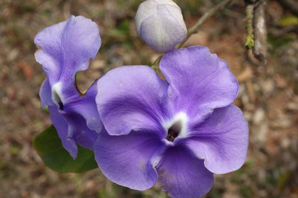 雙色茉莉和茉莉花的區別是什么 雙色茉莉怎么施肥