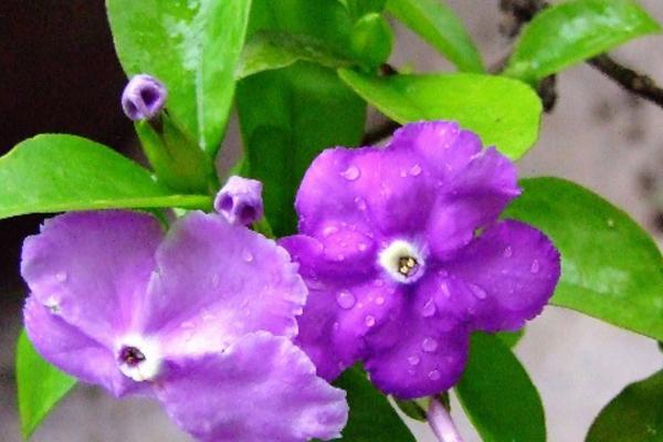 雙色茉莉和茉莉花的區別是什么 雙色茉莉怎么施肥