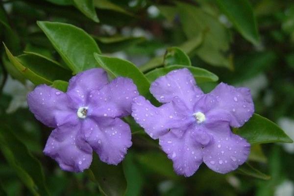 雙色茉莉和茉莉花的區別是什么 雙色茉莉怎么施肥