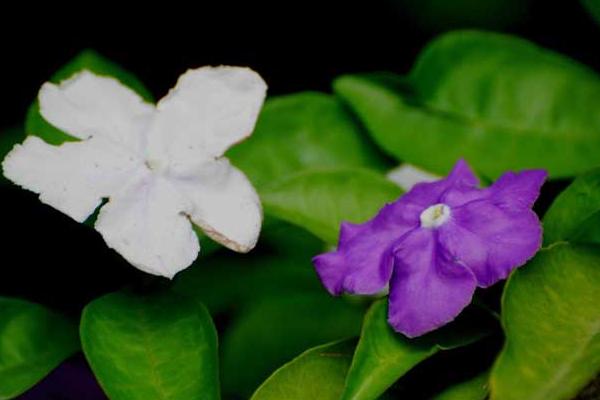 雙色茉莉和茉莉花的區別是什么 雙色茉莉怎么施肥