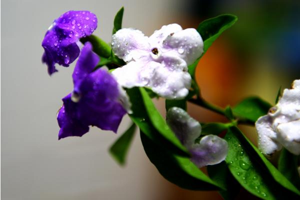 雙色茉莉和茉莉花的區別是什么 雙色茉莉怎么施肥