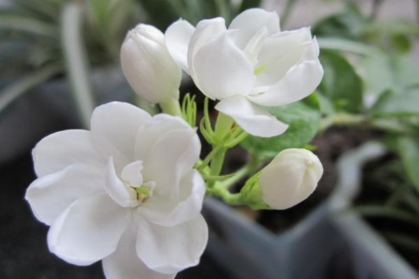 雙色茉莉和茉莉花的區別是什么 雙色茉莉怎么施肥