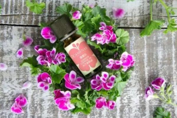 天竺葵精油功效與作用 天竺葵精油的用法