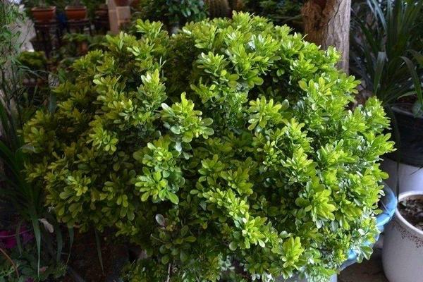 米蘭花不開花怎么辦 米蘭花修剪方法