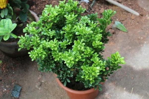 米蘭花不開花怎么辦 米蘭花修剪方法