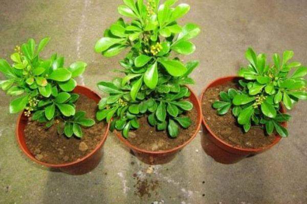 米蘭花不開花怎么辦 米蘭花修剪方法